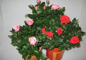Китайская роза (гибискус): уход в домашних условиях