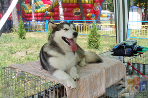 В парке Кожедуба прошла выставка собак