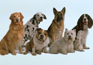 В Сумах пройдет выставка собак всех пород