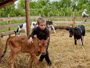 Проект семейных молочных ферм пришел и на Сумщину