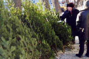 В Сумской области будет запрещено торговать елками и соснами без специальной бирки