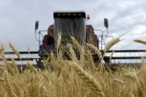 Аграрии Сумской области намолотили первый миллион тонн зерна