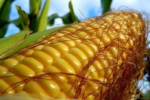 В Сумах появится завод по переработке кукурузы