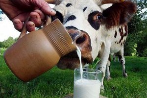 Предприятия перестанут покупать молоко «во дворах»