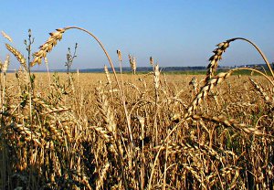 Изменение климата региона негативно повлияло на урожай