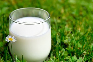 На Роменщине закупочную цену на молоко подняли до 6 гривен