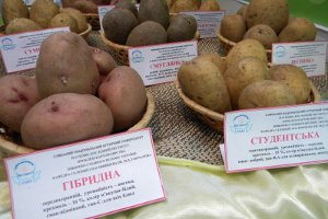 Сумський НАУ проводить день картоплі