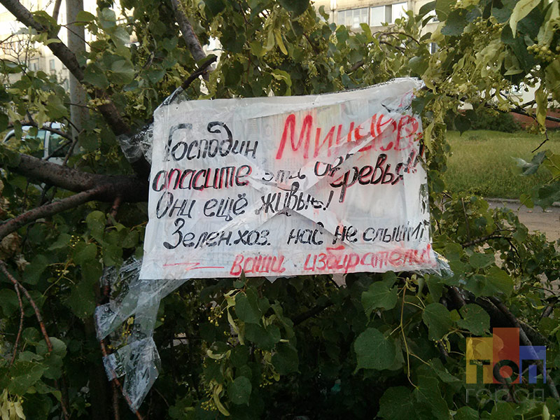 Сумчане призывают Минаева спасти погибающие деревья