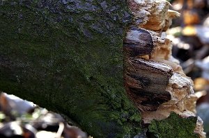 В Бурыни ребенка убило упавшим деревом