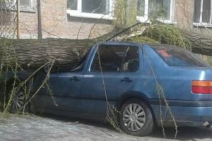 В Сумах на Нижнесыроватской на автомобиль упало дерево: кто возместит убытки