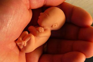 В Глухове был найден человеческий эмбрион