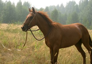 В Конотопе 24-летний хулиган украл коня, чтобы покататься