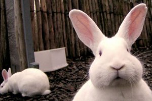 Кролики — это не только ценный мех но и 5-6 лет лишения свободы