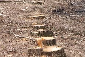 СБУ установила факт незаконной вырубки леса на Сумщине