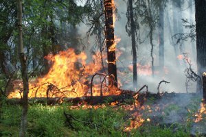 Сумська область: ліквідовано лісову пожежу