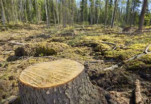 В Роменском районе отец и сын занимались незаконной вырубкой леса