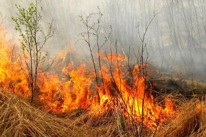 За последние сутки на Сумщине произошло 10 случаев возгорания сухой растительности