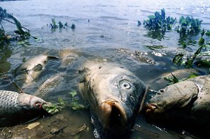 Экологическое бедствие в водоеме на Веретеновке отравили рыбу