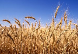 Трое злоумышленников пытались украсть с поля 11 мешков пшеницы