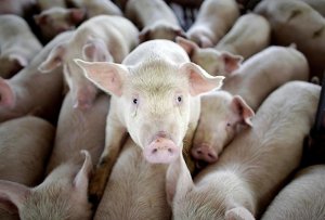 Под Сумами зафиксировали вспышку африканской чумы свиней