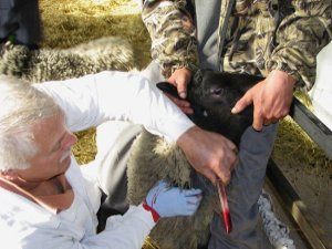 Прокуратура заинтересовалась захоронением животных с сибирской язвой на Сумщине