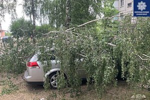 В Сумах из-за сильного ветра попадали деревья