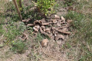 В Сумах возле Воскресенского собора нашли кости