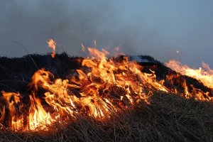 За сжигание сухой растительности — штраф