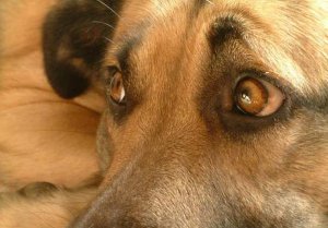 В Сумах участились случаи незаконного отстрела бездомных животных
