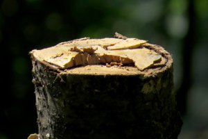 Неизвестные срубают деревья в Сумах