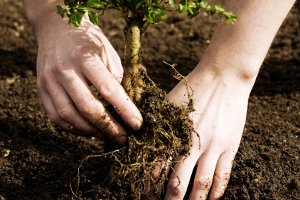 Озеленение Сум: завтра сумчане высадят «Деревья Мира»