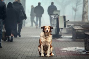 Охотники на собак: догхантеры на улицах Сум