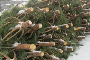 Исполком утвердил торговые места для продажи новогодних елок в Сумах