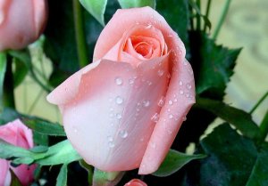 Городу Сумы подарят 10 тысяч кустов роз