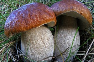 Жителей Сумщины предупреждают: пострадать можно и от съедобных грибов