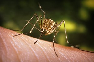 Опасные комары: сумские медики советуют запасаться москитными сетками