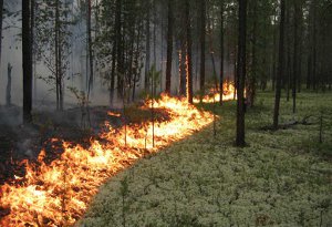 У лісах Сумщини оголошено найвищий клас пожежної небезпеки