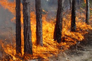 Спасатели предупреждают о пожарной опасности в лесах Сумщины