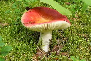 На Сумщине — первое смертельное отравление грибами в этом году