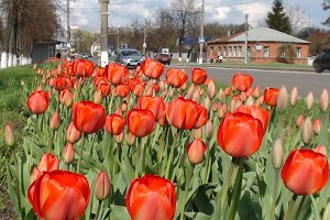 В Сумах пойманы цветочные воры,  которые вырезали тюльпаны в центре города
