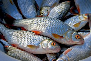 В связи с нерестом с 1 апреля на Сумщине вводится запрет на ловлю рыбы