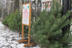 В Сумах скоро начнется продажа новогодних елок: информация для покупателей