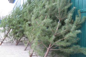 Лесхозы Сумщины начали реализацию живых елок в других областях Украины
