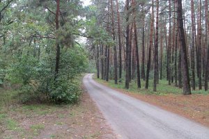 На Сумщине введены в эксплуатацию новые лесные дороги с твердым покрытием