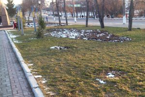 В Сумах вандалы срубили голубую ель около парка «Сказка»