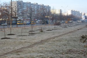 В Сумах на ул. Харьковской высажены молодые липы