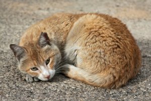 Сумские волонтеры просят спасти бездомных кошек
