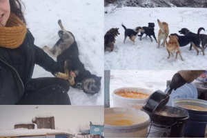 Сумской Центр передержки бездомных животных ищет волонтеров