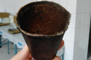 Ученые из СНАУ изобрели стаканчики для кофе из кофе