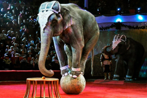 В Конотопе запретили цирки-шапито с животными